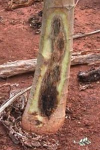 Phytophthora root rot