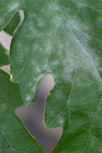 Powdery mildew