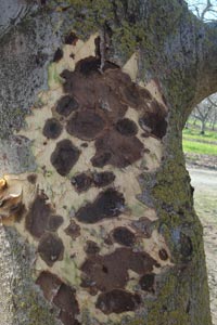 Thousands canker disease