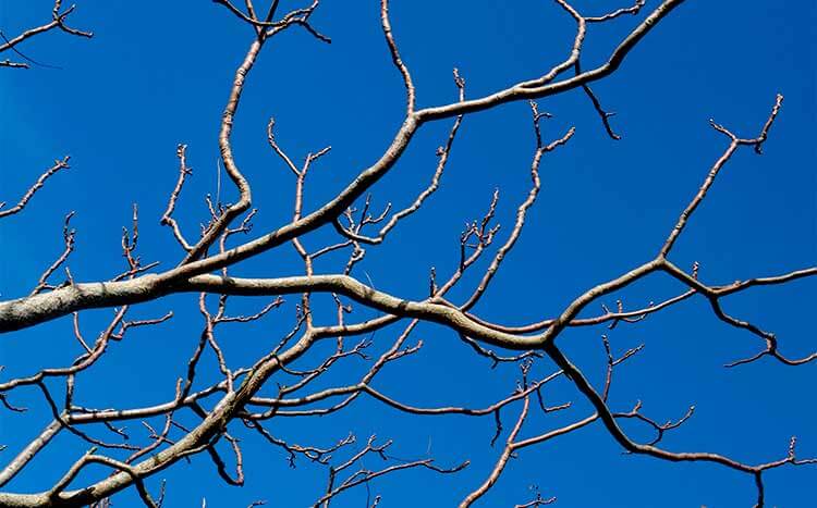 Difference Between a Branch and a Limb