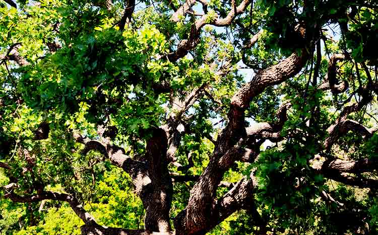 Does it include a risk assessment healthy tree