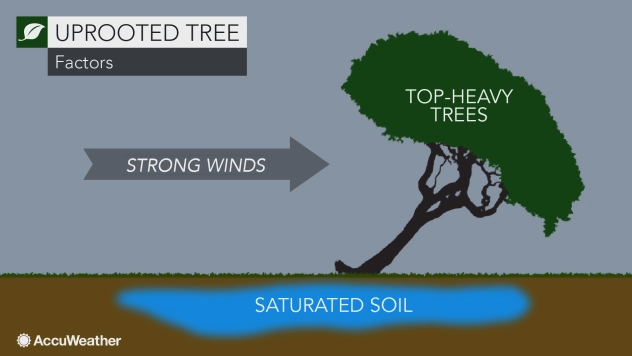 Does tree height effect tree falling