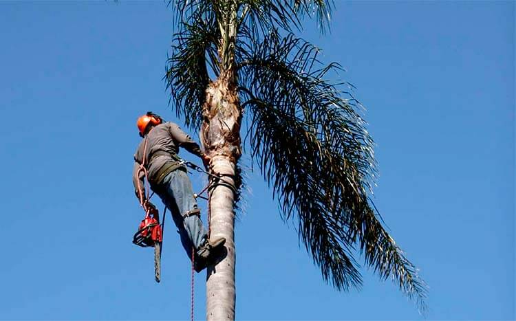 Palm Tree Pruning - Youtube