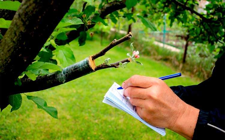 FAQ’s tree inspection