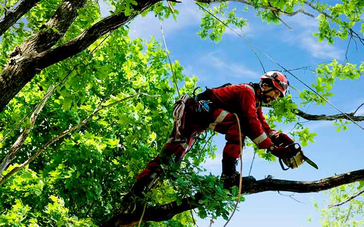 How is tree inspection performed arborist