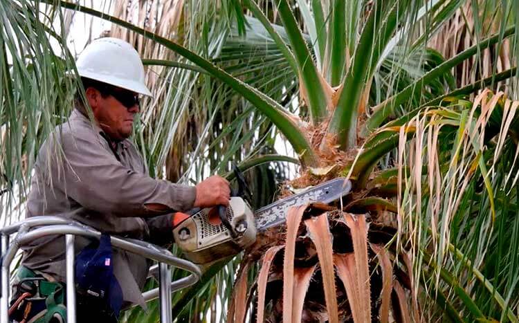 Palm tree cleaning