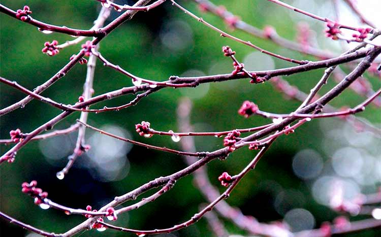 What are the boughs of a tree