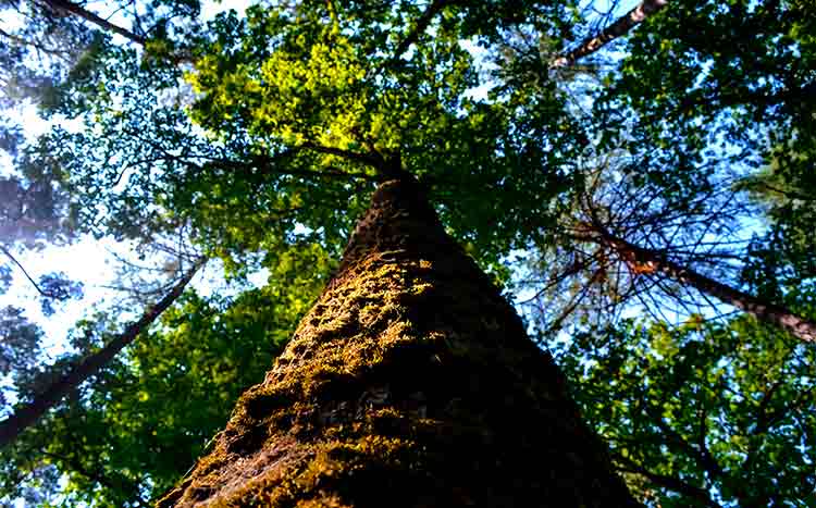 Who does tree health assessments