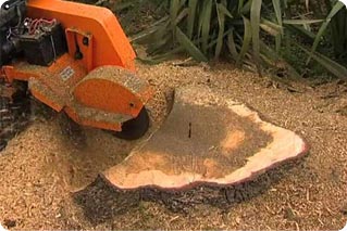 root removal near me button image