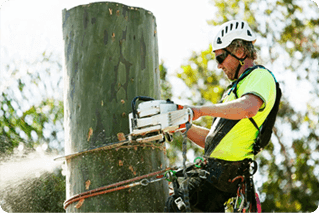 tree removal cost