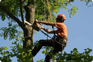 tree trmming cost