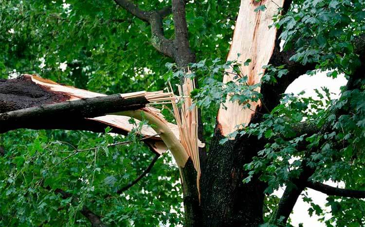 FAQs How to Tell If A Tree Is Dangerous