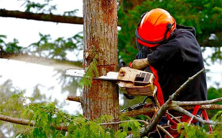How to Get the City to Remove a Tree Trips, Tricks & Who to Call