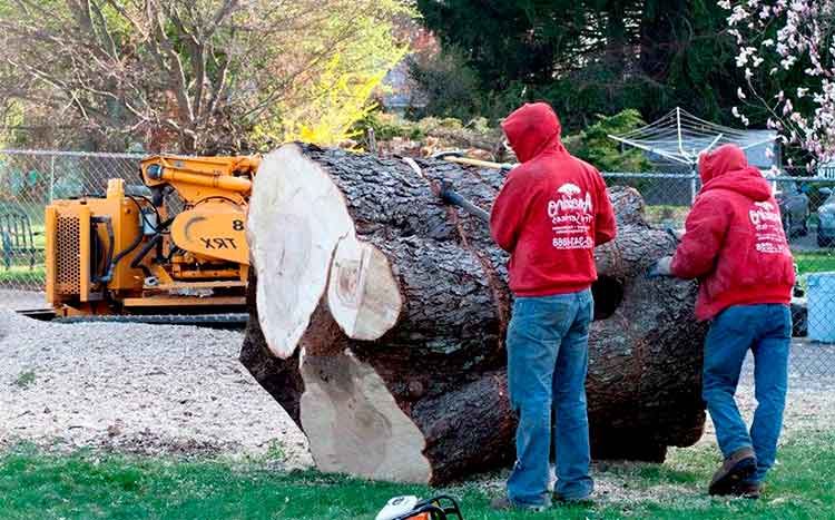 Large Tree Removal Cost in 2021 Calculate Prices Here