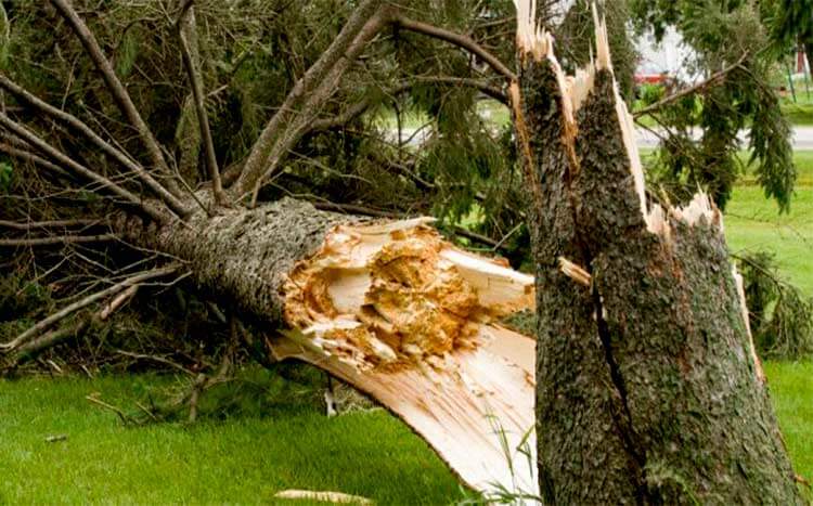 What Do You Do with A Dangerous Tree fallen tree