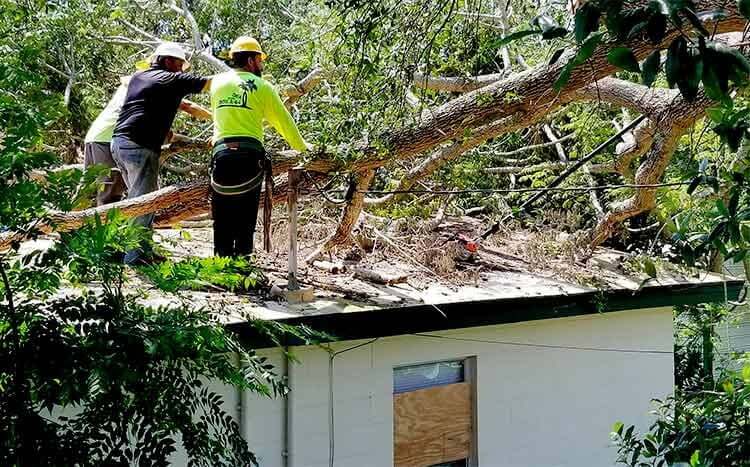 tree shrub removal