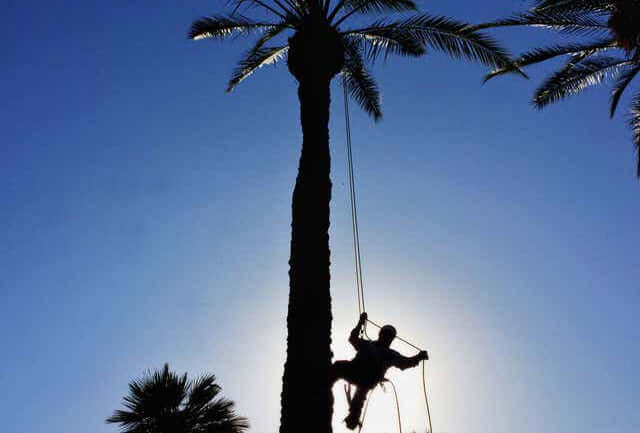 palm tree trimmed in spring