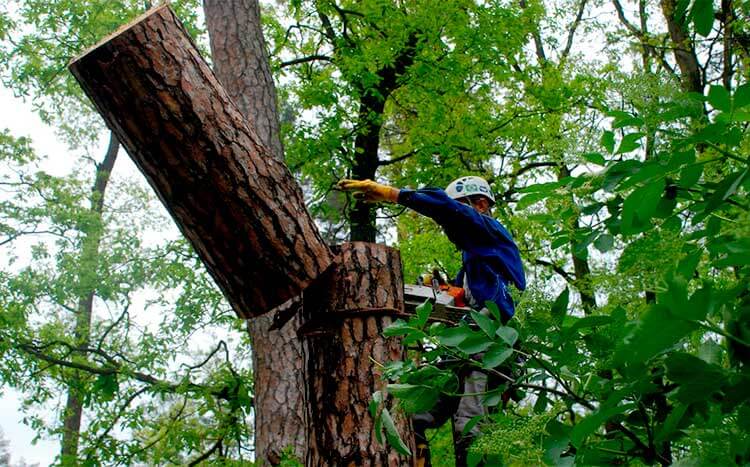 Can the city remove a tree on private property cutten