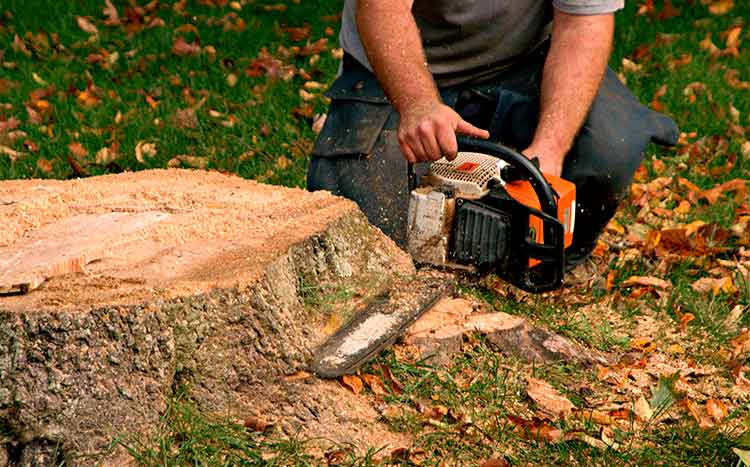 FAQ Is It Better to Grind a Stump or Remove It