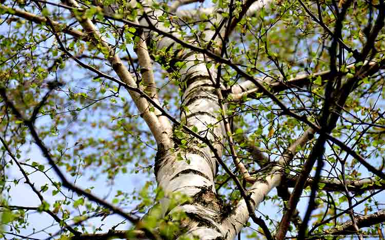 FAQ’s Trimming birch trees