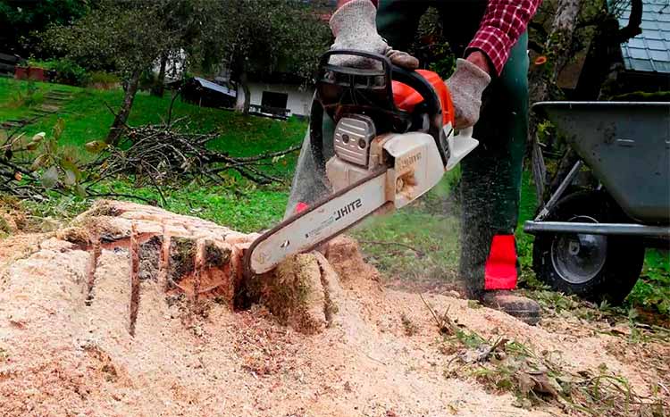 FAQ’s When should you grind a stump