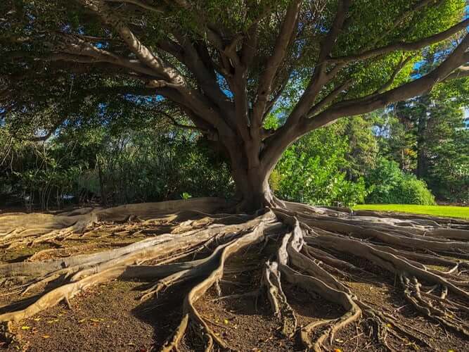 How Deep Do Tree Roots Grow