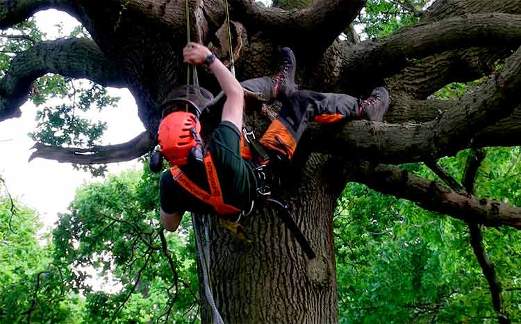 Is it recommended to hire a professional and licensed Arboriculturalist