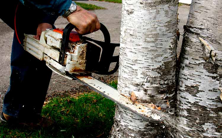 Taking down large branches birch tree