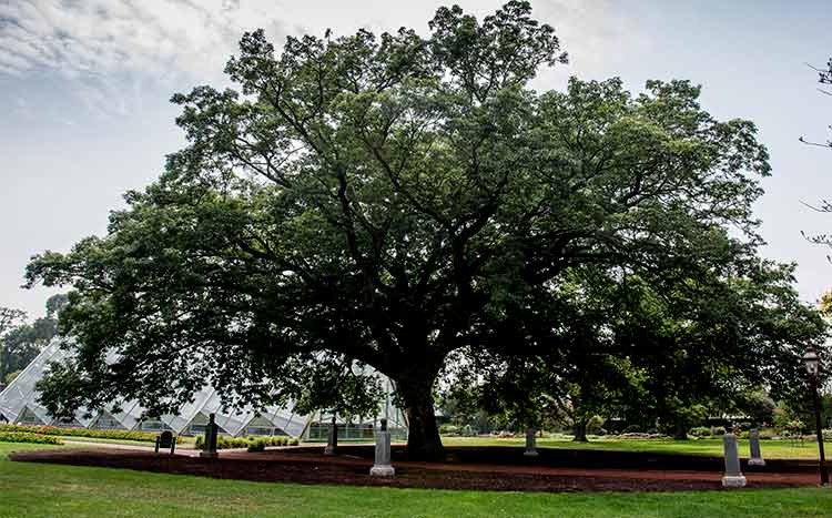 Tree crown reduction When, How and by How much