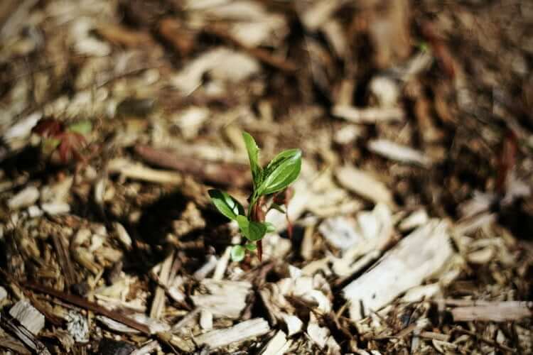 Use them as mulch for your garden