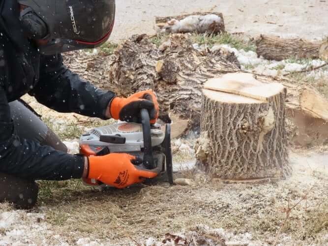 Why should you grind tree stumps