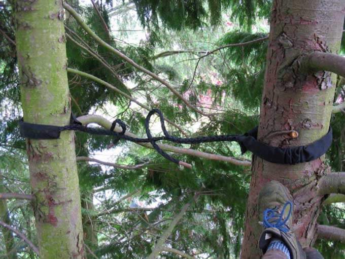 cable bracing a tree