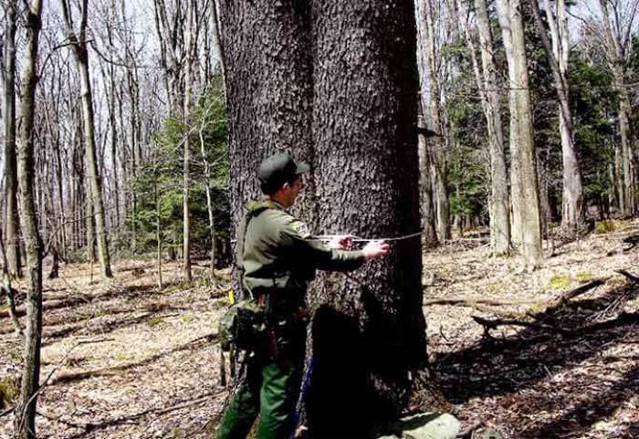 height of tree using caliper method