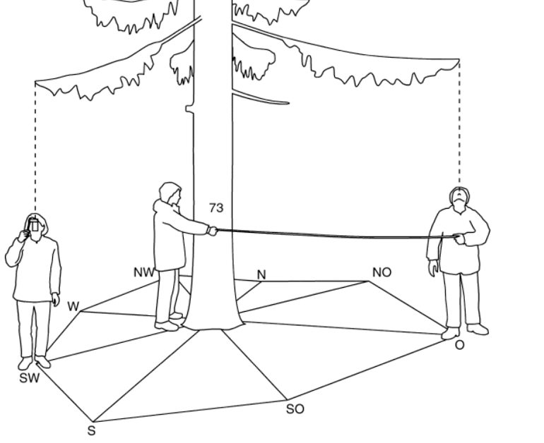 measure a tree crown axis method