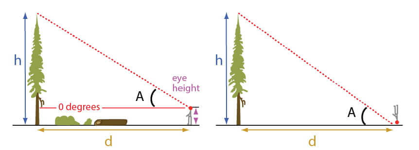 tree height using hight of person method