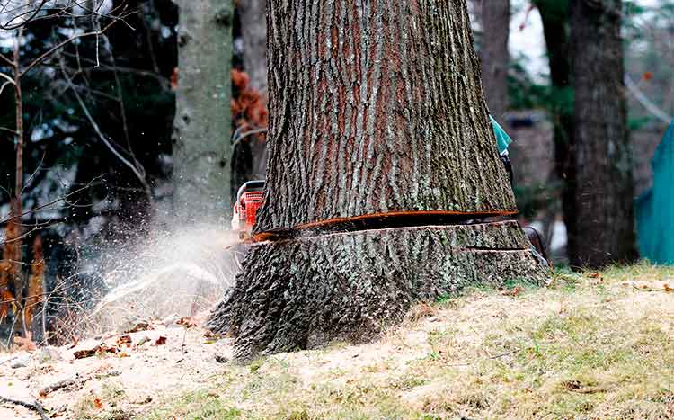 FAQs Large Tree Removal Cost in