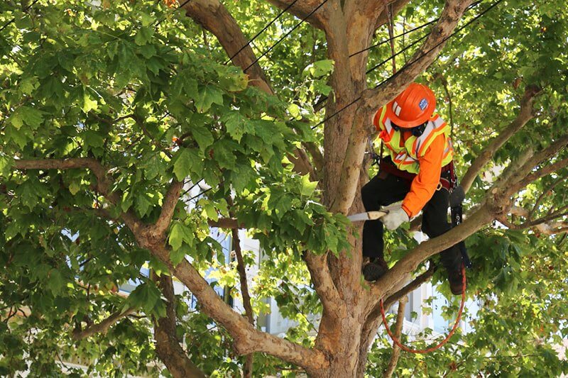 Magnolia tree trimming   How, when & how much