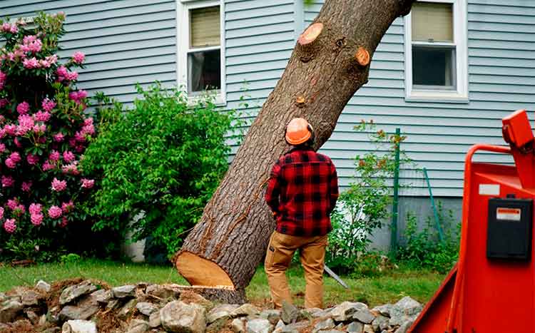 Professional tree service near me