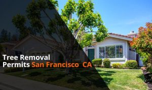 Tree Removal Law’s & Permit San Francisco CA