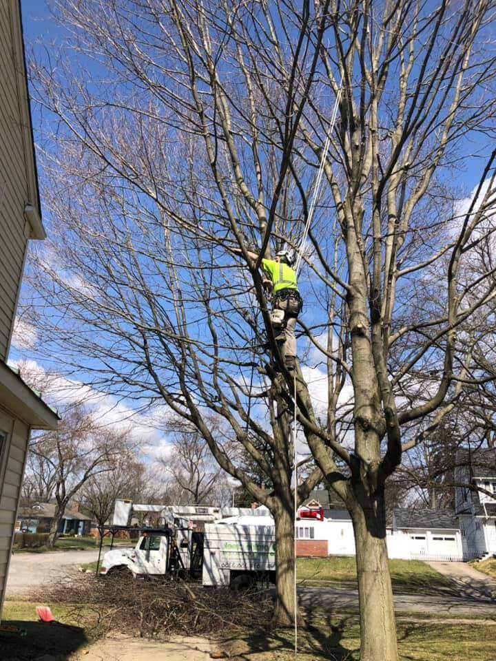 tree trimming guidelines