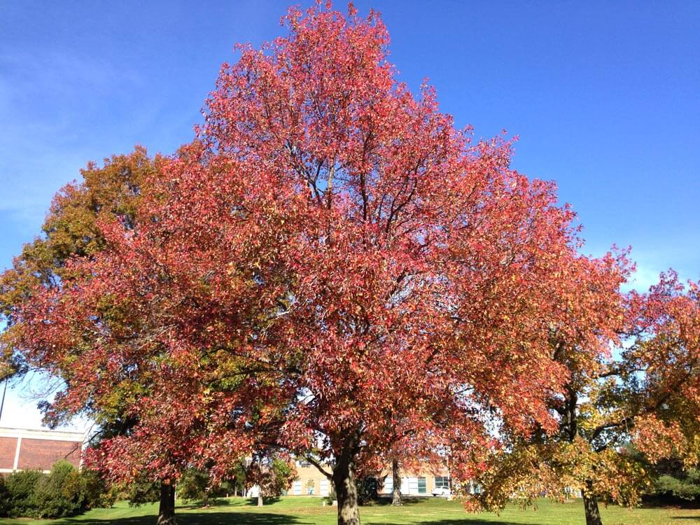 American Sweet Gum multi stem