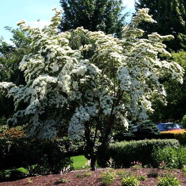 Chinese Dogwood multi stem