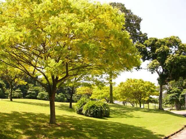 Golden Rain Tree multi stem