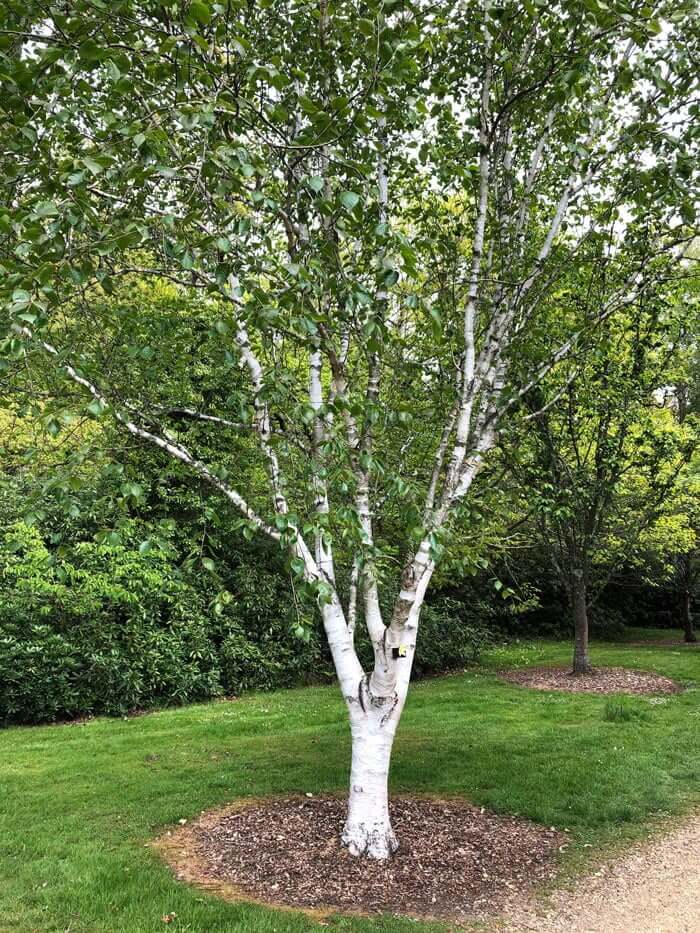 Himalayan Birch multi stem