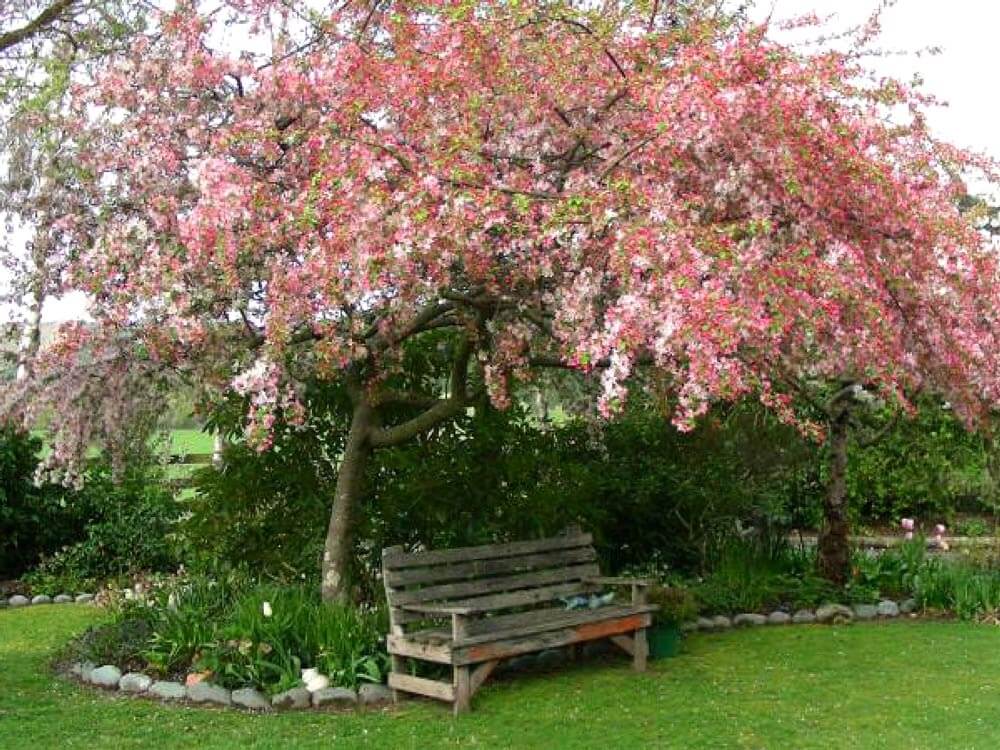 Japanese Crabapple mutli stem