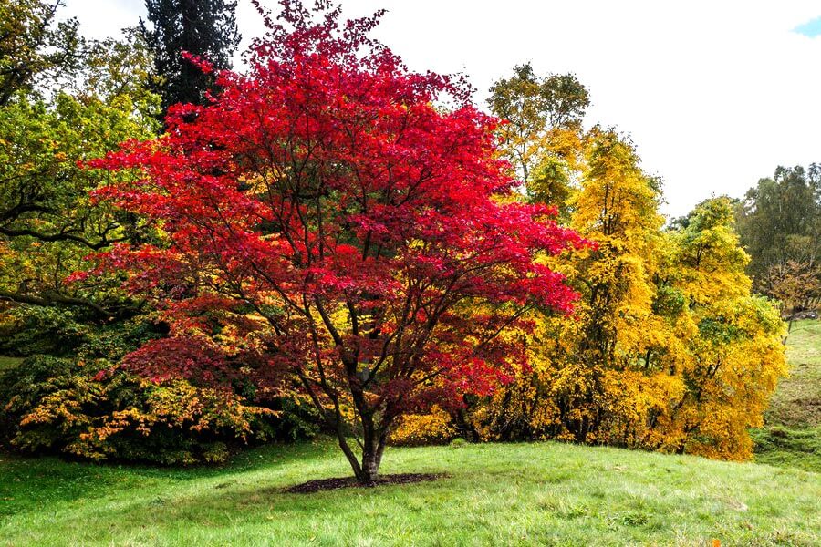 Japanese maple multi stem tree