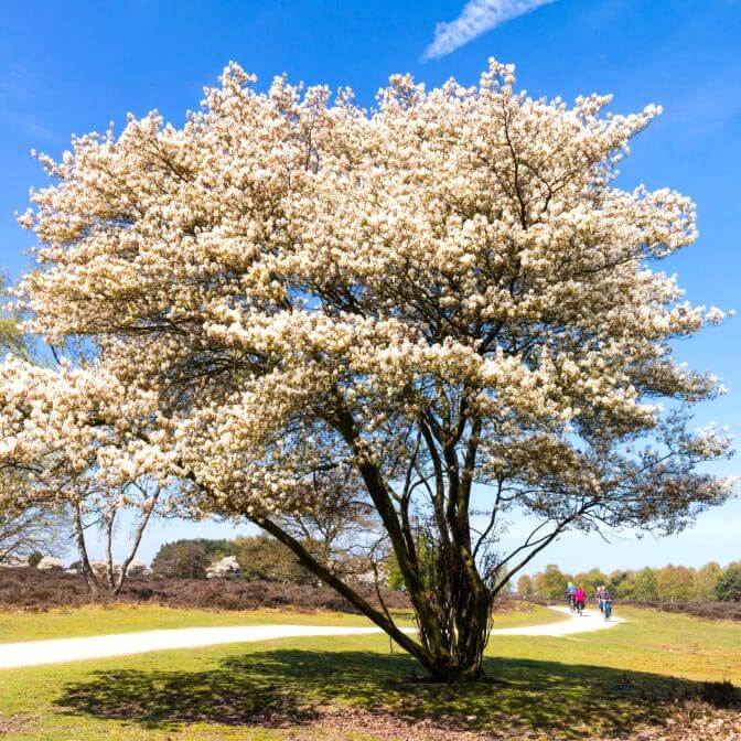 Juneberry multi stem