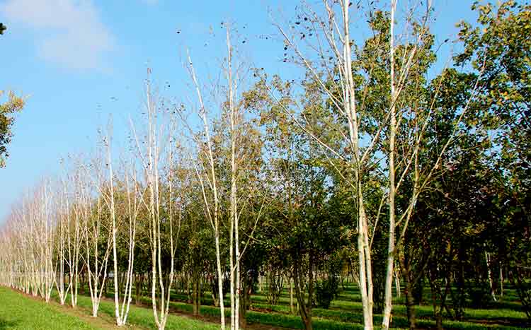 The advantages of multi stem trees betula utilis