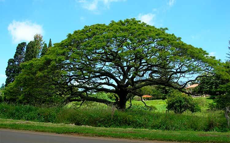 Unbalanced tree