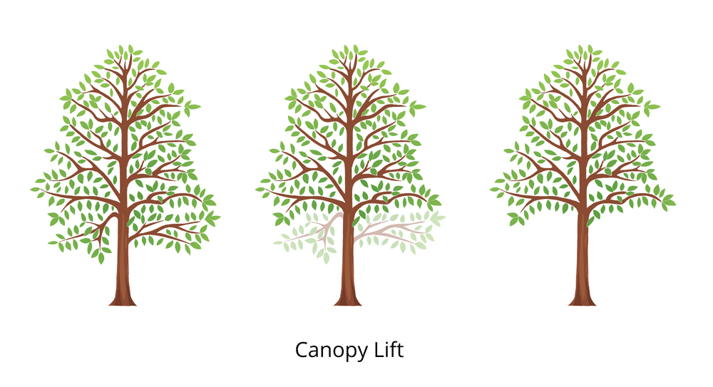 canopy lift3fullcolor2022